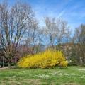 Fioritura primaverile al Parco Bizziocchi 1