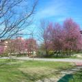 Fioritura primaverile al Parco Bizziocchi 2
