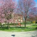 Fioritura primaverile al Parco Bizziocchi 3