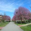 Fioritura primaverile al Parco Bizziocchi 4