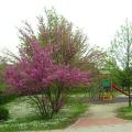 Fioritura primaverile al Parco Bizziocchi 5
