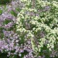 Fioritura primaverile al Parco Bizziocchi - particolare 1