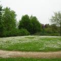 Fioritura primaverile al Parco Bizziocchi - particolare 2