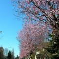 Fioritura primaverile in via Curiel