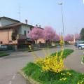 Fioritura primaverile in via Donizzetti
