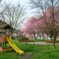 Fioritura primaverile in via Vivaldi