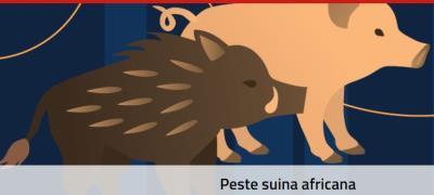 Peste suina africana, che cos’è e come fermarla foto 